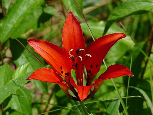 {Lilium philadelphicum}